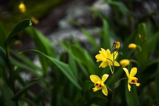 belle orchidée. Spathoglottis jaune orchidée dans la forêt