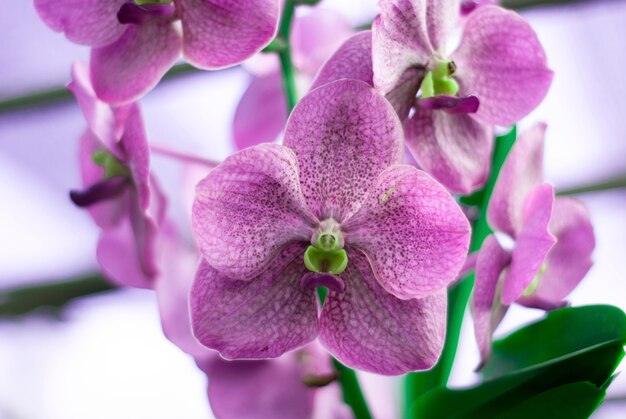 Belle Orchidée Vanda pourpre