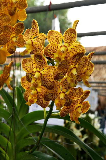 Belle orchidée vanda Sanchai taches d'or