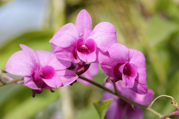 belle orchidée violette blanche sur des feuilles vertes arrière-plan flou espace macro pour le texte