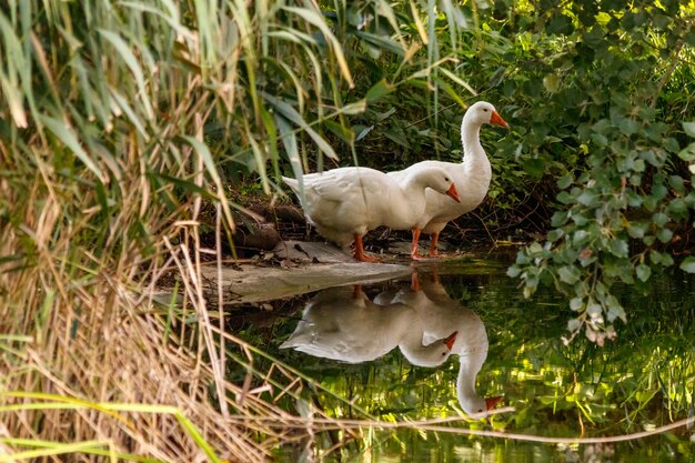 Belle paire d'oies se tenant sur le rivage