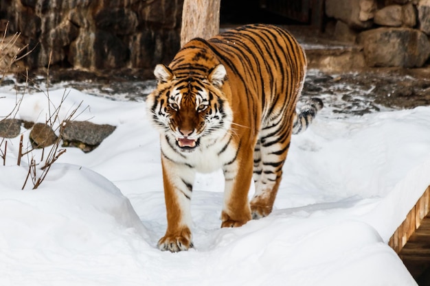 Belle panthera tigris sur une route enneigée