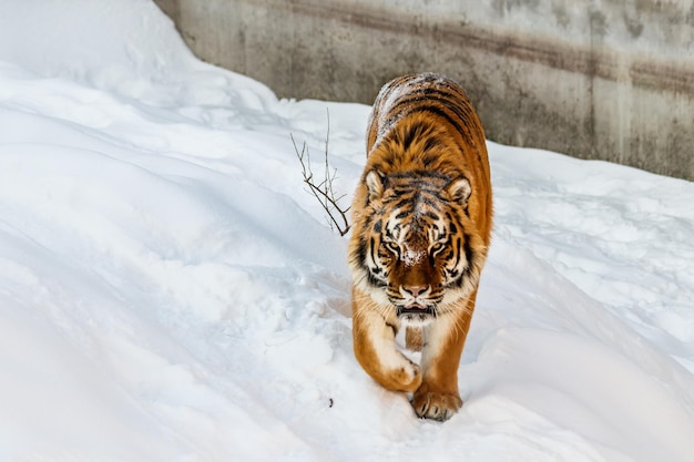 Belle panthera tigris sur une route enneigée