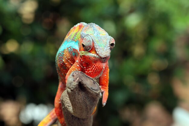 Belle panthère caméléon