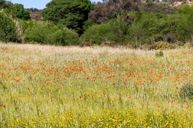 Belle parcelle de fleurs printanières fleurissant dans la campagne de la région de l'Algarve