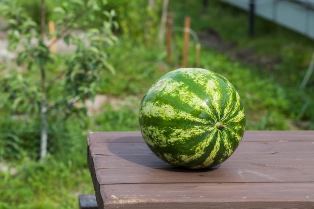 Une belle pastèque est allongée sur une table en bois à l'extérieur