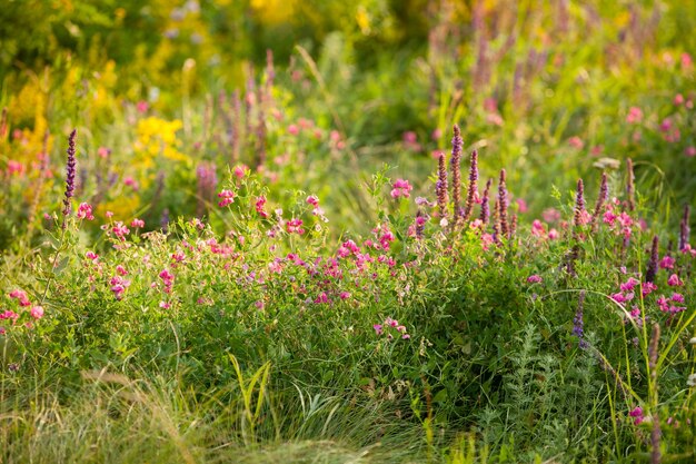 Belle pelouse dans les herbes des champs multicolores