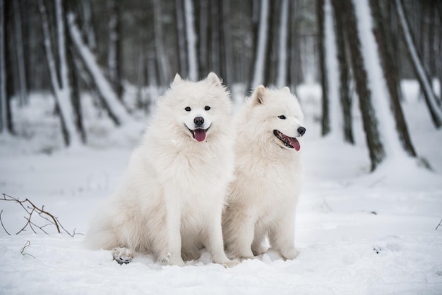 Belle peluche deux chiens blancs Samoyède est dans la forêt d'hiver