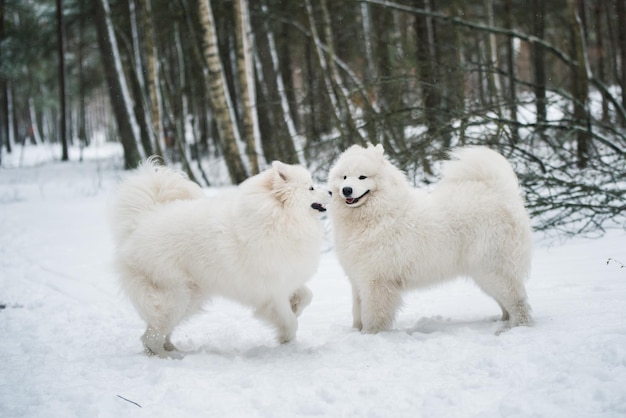 Belle peluche deux chiens blancs Samoyède est dans la forêt d'hiver