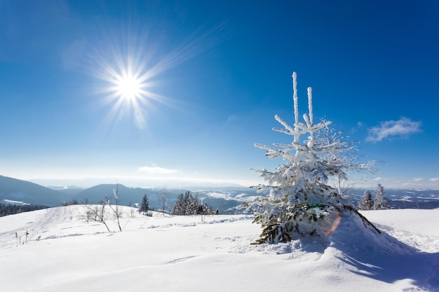 Belle pente enneigée avec des sapins recouverts de neige se dressent contre le ciel bleu par une journée d'hiver ensoleillée Le concept d'une belle nature immaculée dans le pays du nord