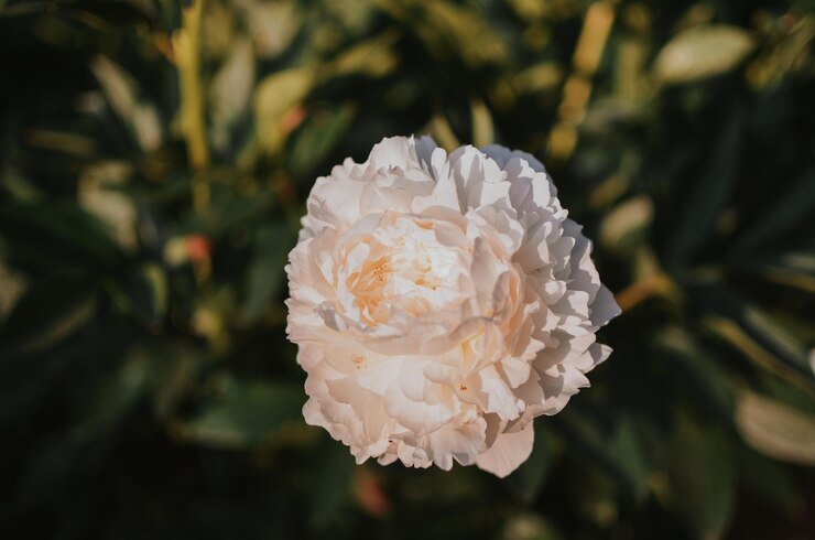 Photo une belle péonie blanche dans le jardin botanique un jour d'été