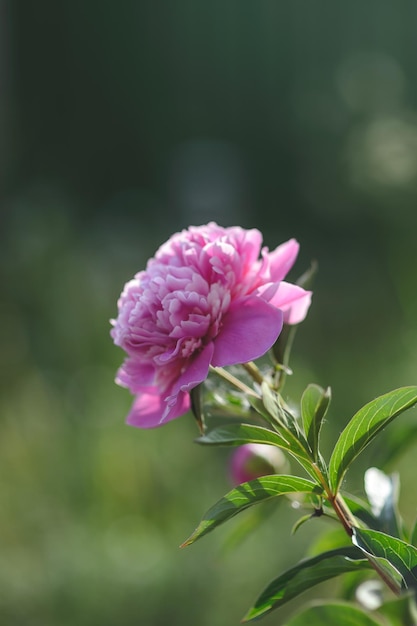 Une belle péonie rouge sur un fond de macro-verdure.