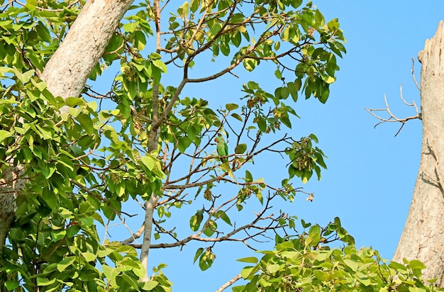Une belle perruche alexandrine se reposant sur l'arbre en résine