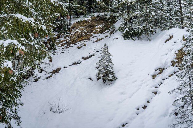 Une belle petite épinette recouverte de neige pousse sur une falaise au-dessus du précipice.