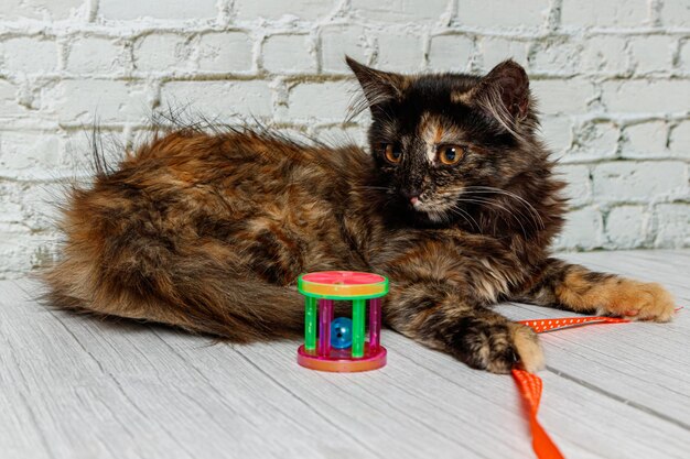 Belle petite fille de chat sur un fond d'un mur de briques