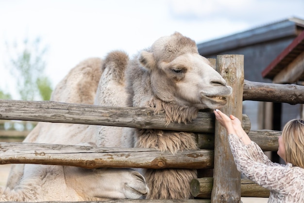 Belle petite fille nourrir le chameau à bosse dans une volière au zoo