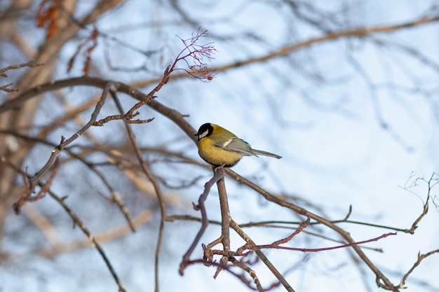 belle petite mésange est assise sur une branche en hiver et vole pour se nourrir D'autres oiseaux sont également assis