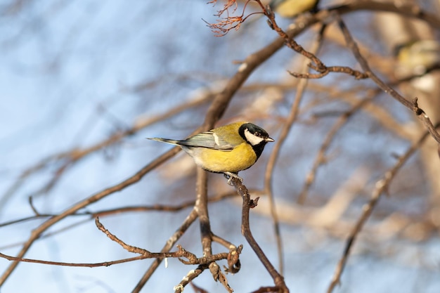 belle petite mésange est assise sur une branche en hiver et vole pour se nourrir D'autres oiseaux sont également assis