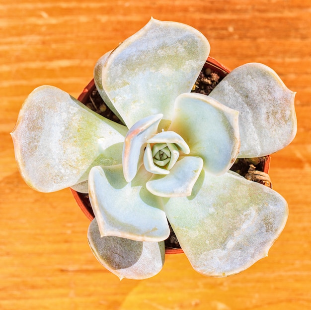 Belle petite plante, succulente dans un petit pot de fleur