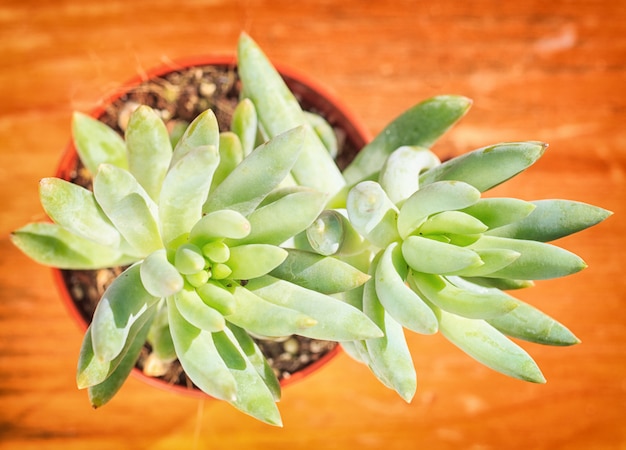 Belle petite plante, succulente dans un petit pot de fleurs