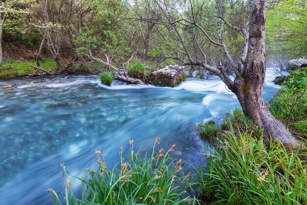 Belle petite rivière en forêt