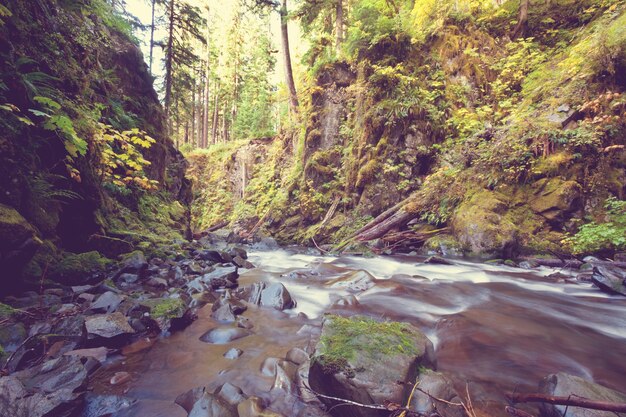 Belle petite rivière en forêt