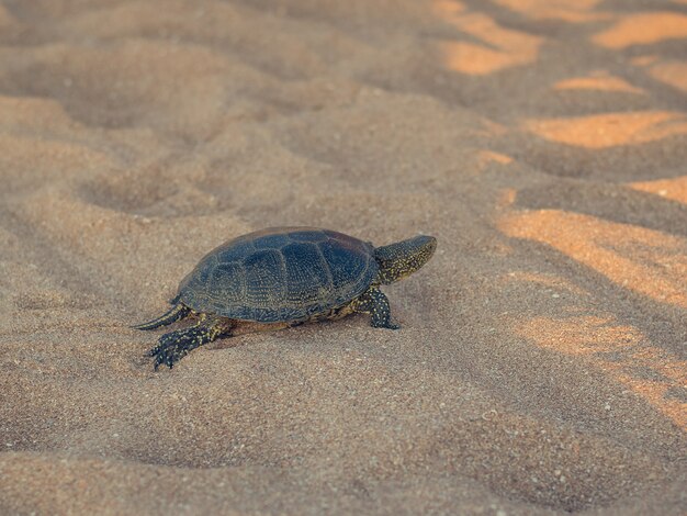 Belle petite tortue rampant sur le sable près de la mer.