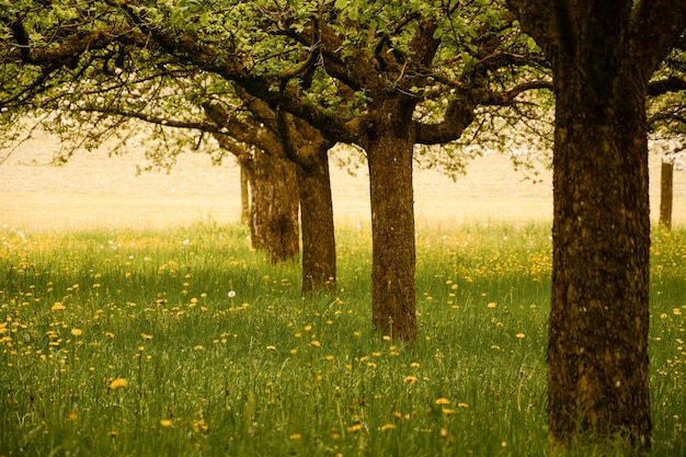 Belle photo d'arbres dans un champ de fleurs sauvages