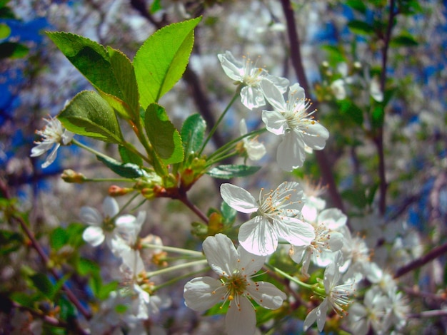 Belle photo de branche de fleur de cerisier