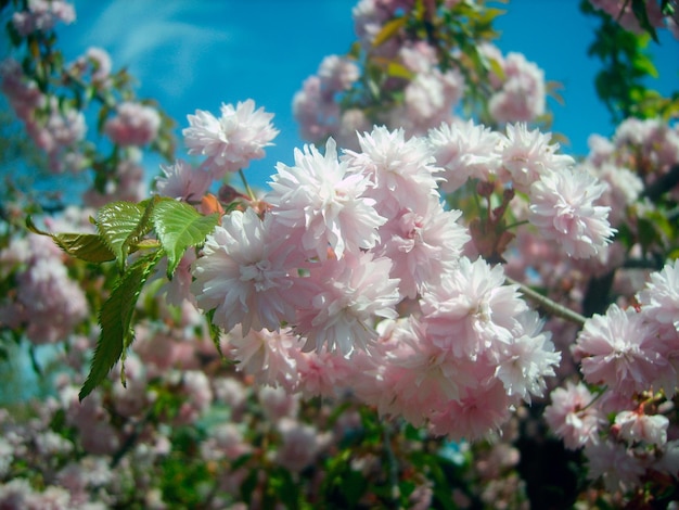 Belle photo de branche de fleur de cerisier