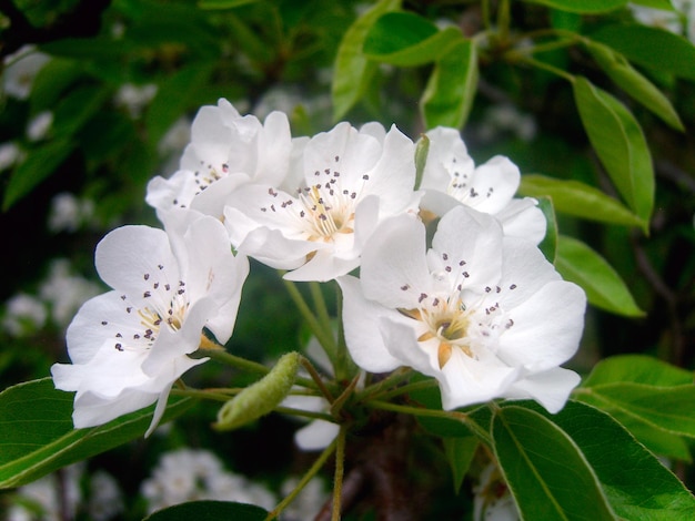 Belle photo de branche de fleur de cerisier