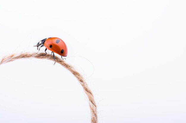 Belle photo de coccinelle rouge marchant sur du fil