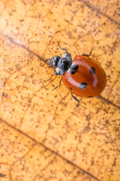 Belle photo de coccinelle rouge marchant sur une feuille sèche