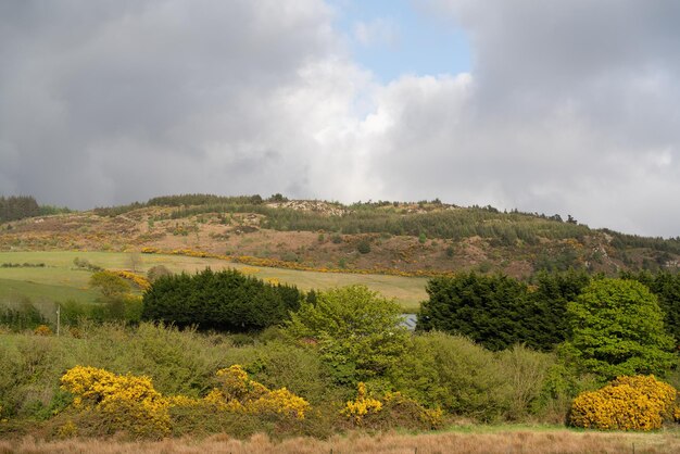 Belle photo d'une colline avec des arbres à Carlingford, Irlande