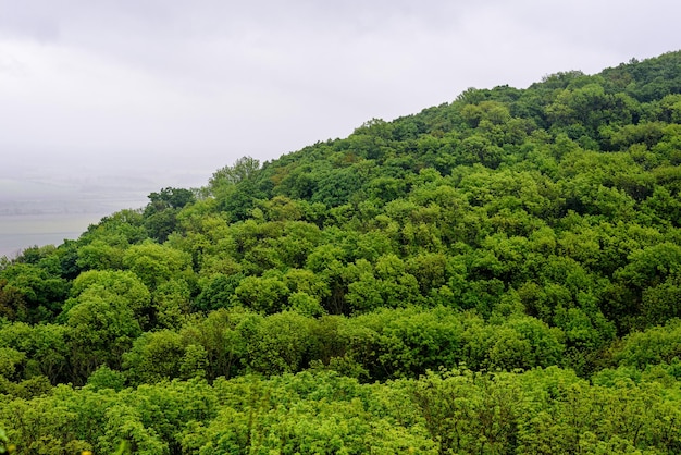 Belle photo du haut de la cime des arbres par temps de pluie Parfait pour un arrière-plan ou un motif