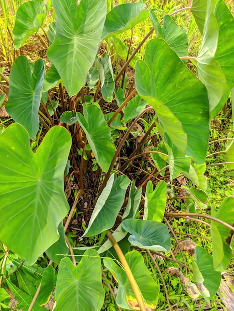 belle photo de feuille de taro