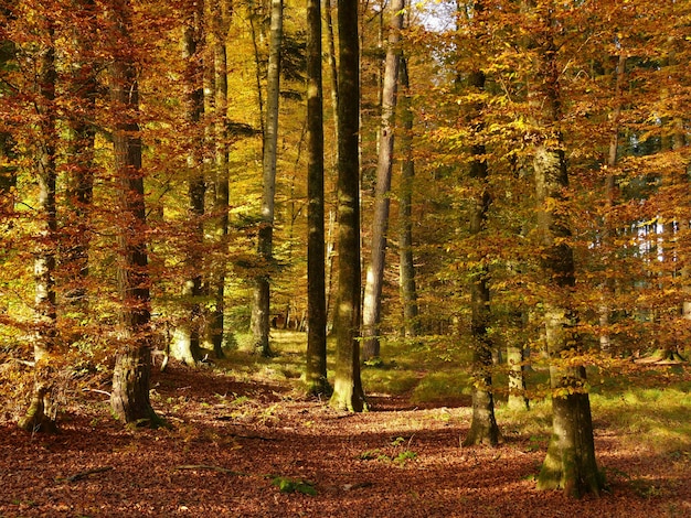 Belle photo d'une forêt automnale avec beaucoup d'arbres