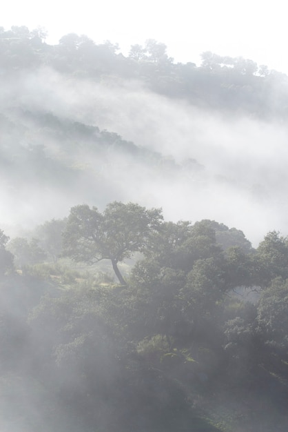 Belle photo d'une forêt mystérieuse brumeuse et brumeuse.