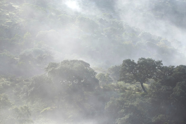 Belle photo d'une forêt mystérieuse brumeuse et brumeuse.