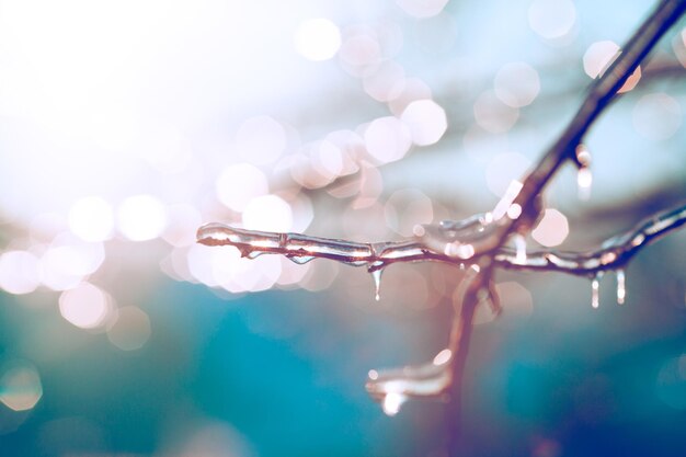 Belle photo d'hiver avec des branches couvertes de glace