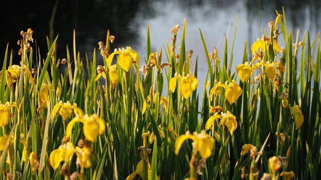 Belle photo d'iris jaune d'eau Iris pseudacorus