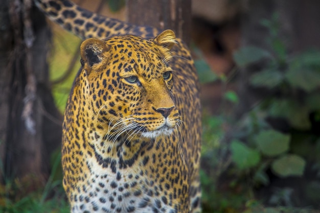 Belle photo d'un léopard dans l'orphelinat des animaux à Nairobi, Kenya