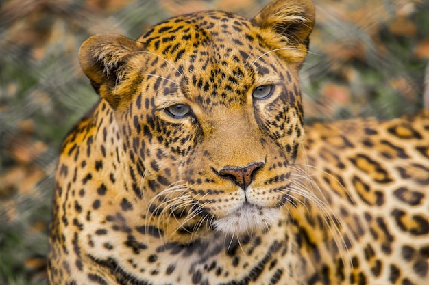 Belle photo d'un léopard dans l'orphelinat pour animaux de Nairobi, Kenya