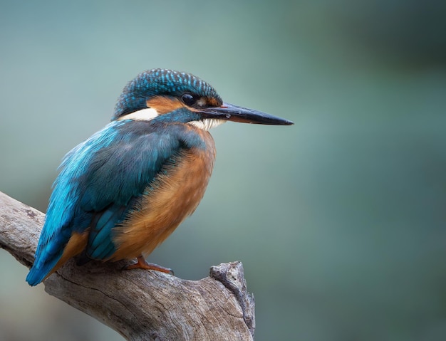 Belle photo d'un martin-pêcheur perché sur une branche photographie de la nature et de la faune