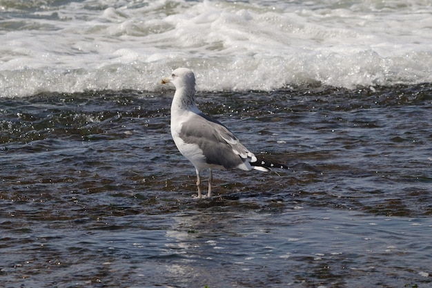 Belle photo d'une mouette solitaire dans l'eau de mer