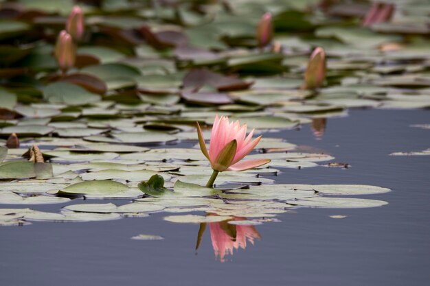 belle photo de nénuphar et de lotus