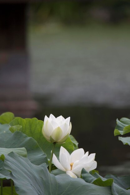 belle photo de nénuphar et de lotus