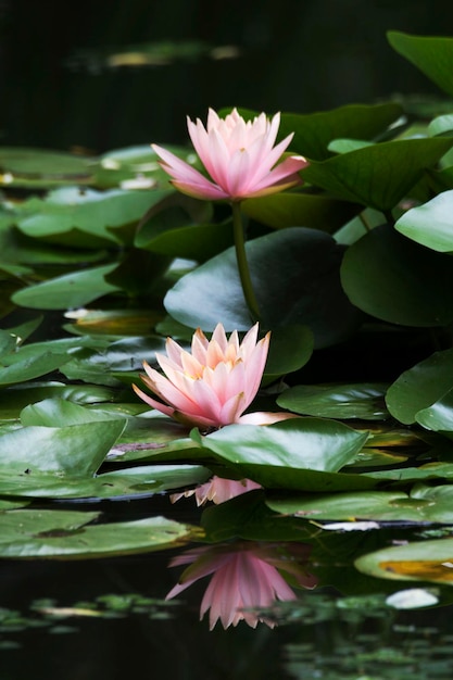 belle photo de nénuphar et de lotus