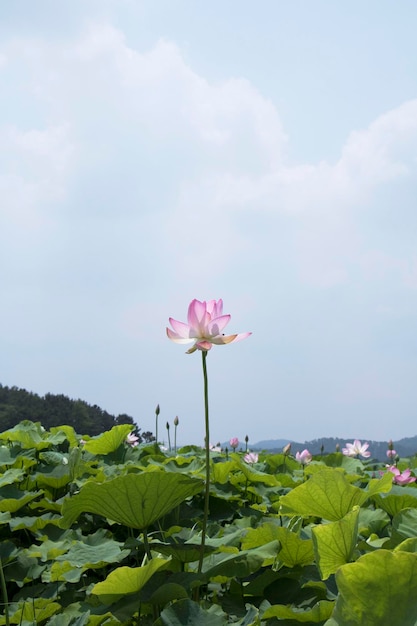 belle photo de nénuphar et de lotus