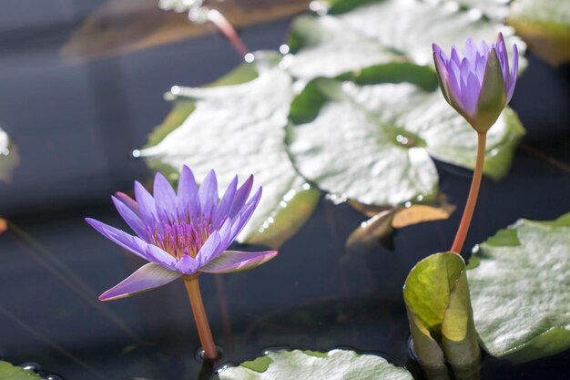 belle photo de nénuphar et de lotus